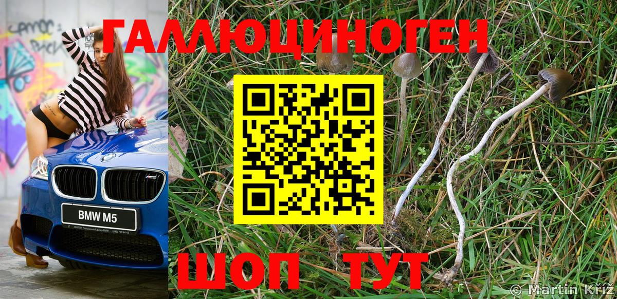 Псилоцибиновые грибы Psilocybe Бийск